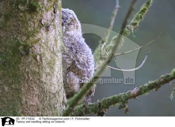 Tawny owl nestling sitting on branch / FF-11632