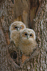 brown owls