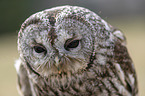 brown owl portrait
