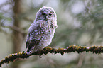 Tawny owl nestling sitting on branch