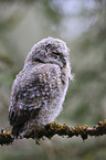 Tawny owl nestling sitting on branch