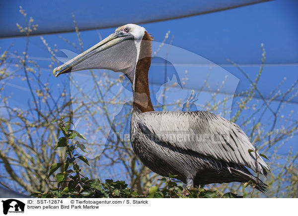 brown pelican Bird Park Marlow / SST-12874
