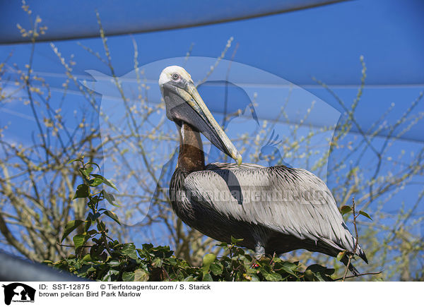 brown pelican Bird Park Marlow / SST-12875