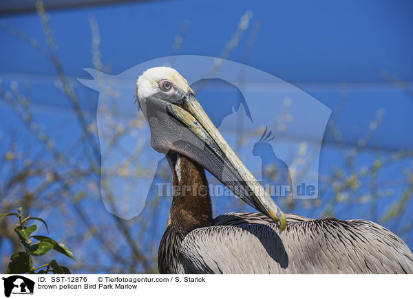 brown pelican Bird Park Marlow / SST-12876