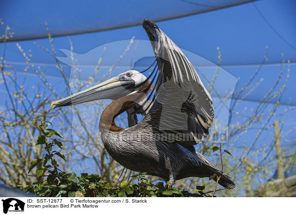brown pelican Bird Park Marlow / SST-12877