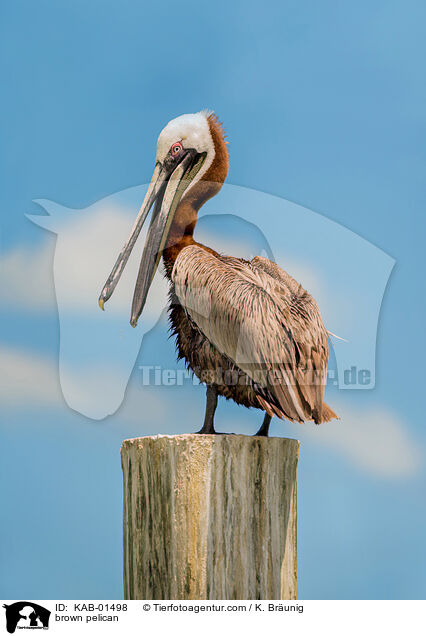 brown pelican / KAB-01498