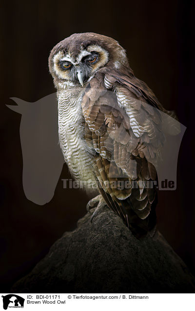 Brown Wood Owl / BDI-01171