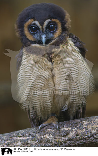 Brown Wood Owl / PW-08410