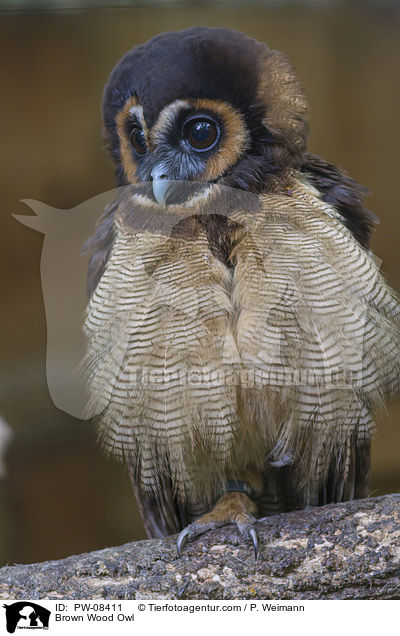 Brown Wood Owl / PW-08411