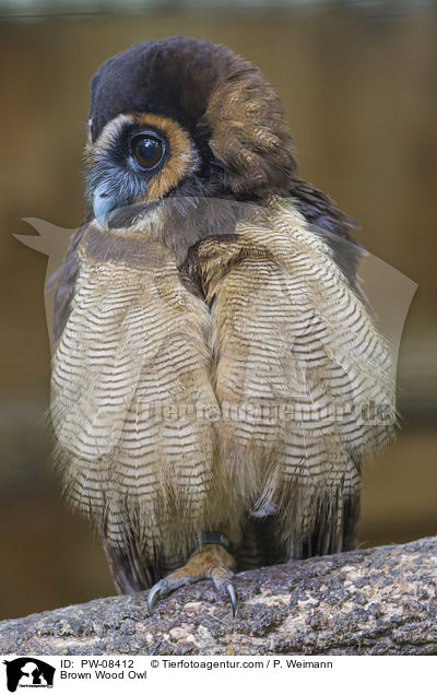 Brown Wood Owl / PW-08412