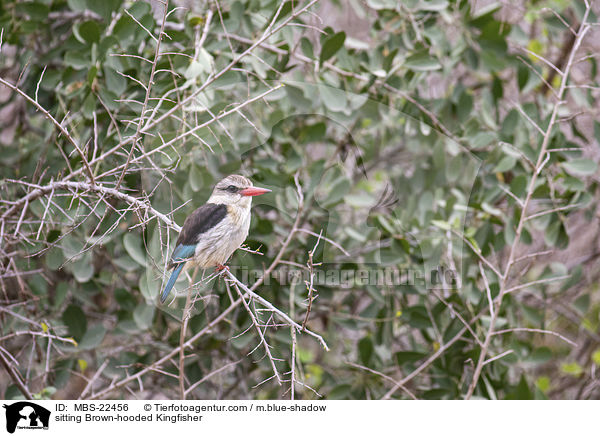 sitting Brown-hooded Kingfisher / MBS-22456