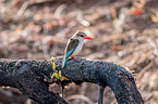 brown-hooded kingfisher
