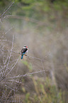 sitting Brown-hooded Kingfisher