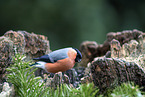 Bullfinch sitting on tree stump