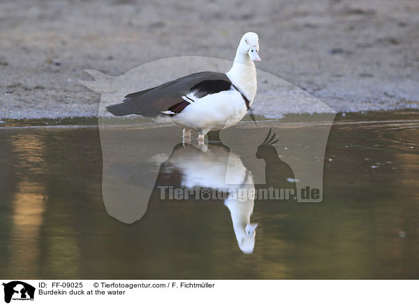 Burdekin duck at the water / FF-09025