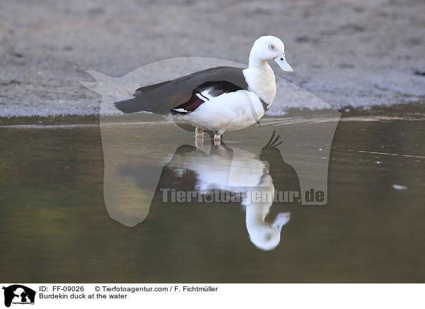 Burdekin duck at the water / FF-09026