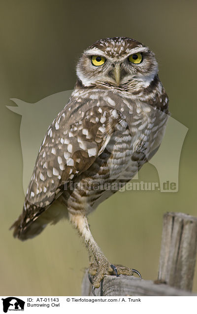 Burrowing Owl / AT-01143