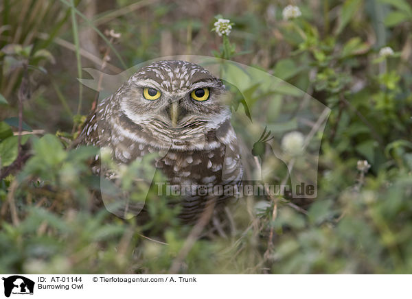 Burrowing Owl / AT-01144