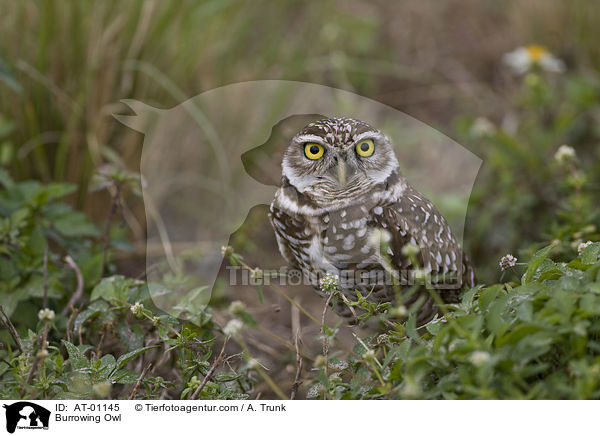 Burrowing Owl / AT-01145
