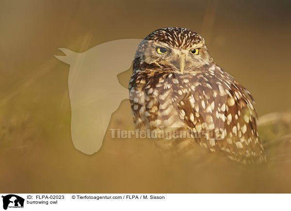 Kaninchenkauz / burrowing owl / FLPA-02023