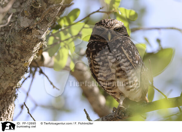 burrowing owl / FF-12695