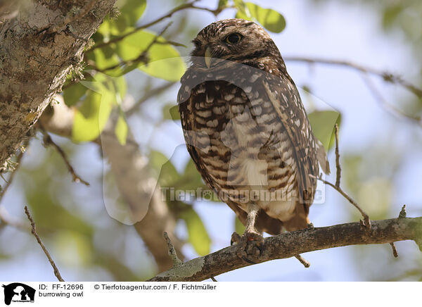 burrowing owl / FF-12696