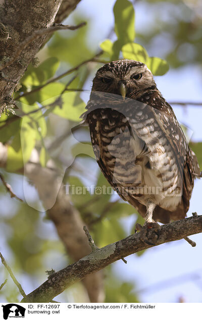 burrowing owl / FF-12697