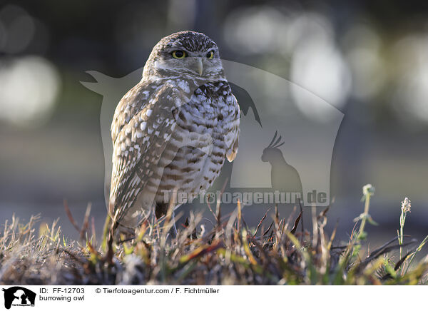 burrowing owl / FF-12703