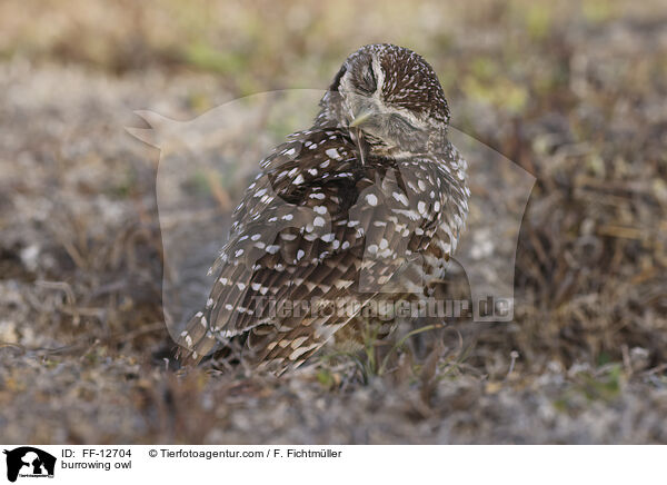 burrowing owl / FF-12704