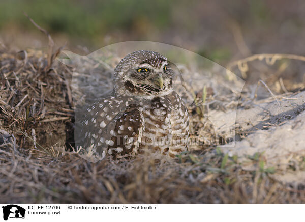 burrowing owl / FF-12706