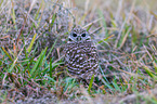 burrowing owl