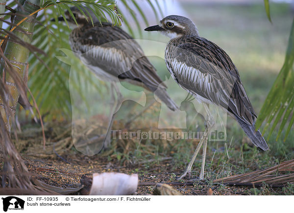 bush stone-curlews / FF-10935