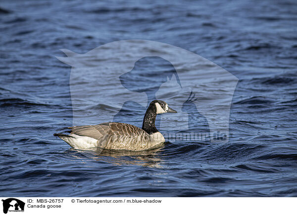 Canada goose / MBS-26757
