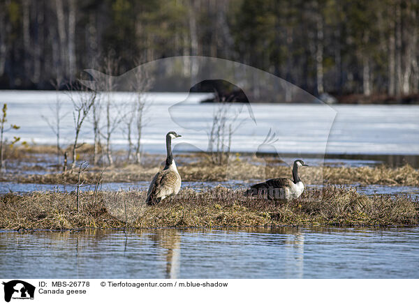 Canada geese / MBS-26778