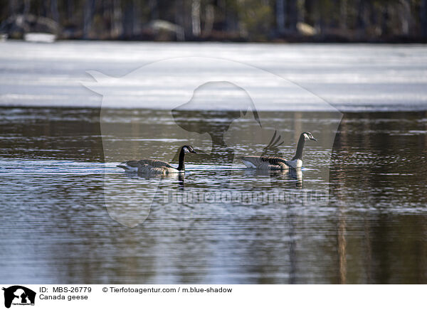Canada geese / MBS-26779