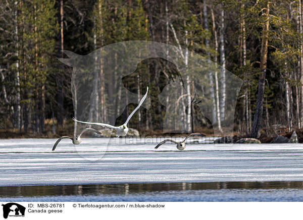 Canada geese / MBS-26781