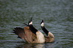 Canada, geese
