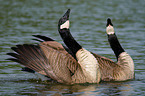Canada, geese