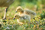 Canada goose chicks