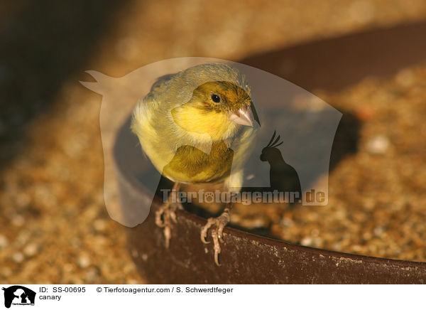 Kanarienvogel / canary / SS-00695