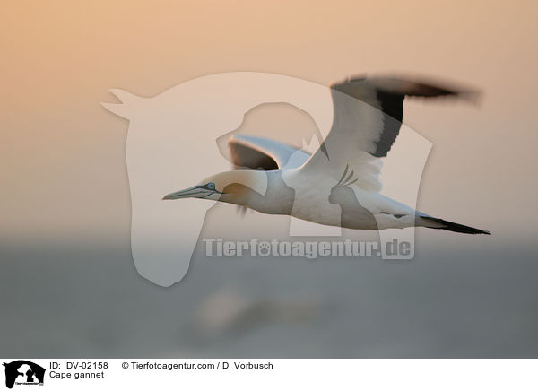 Cape gannet / DV-02158