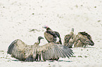 Cape Griffon and Nubian Vulture