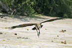 flying Cape Griffon