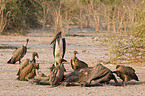 cape griffons and marabou stork