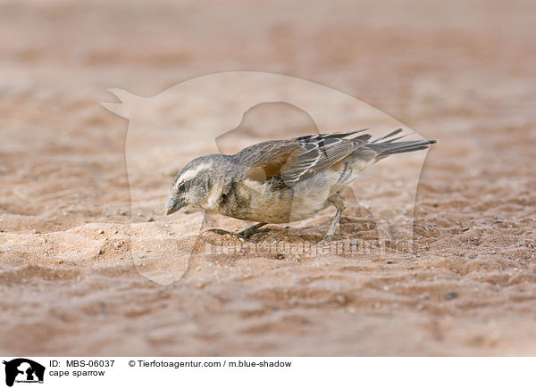 cape sparrow / MBS-06037