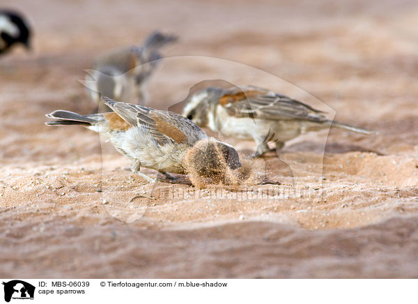 cape sparrows / MBS-06039