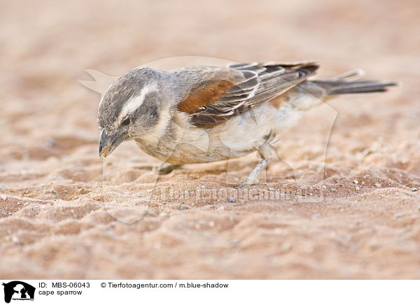 cape sparrow / MBS-06043