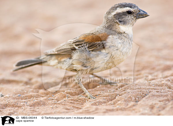 cape sparrow / MBS-06044