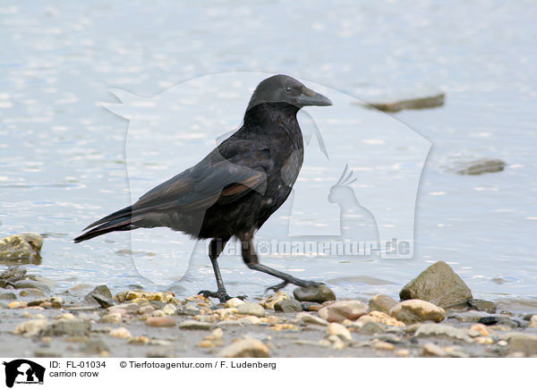 carrion crow / FL-01034