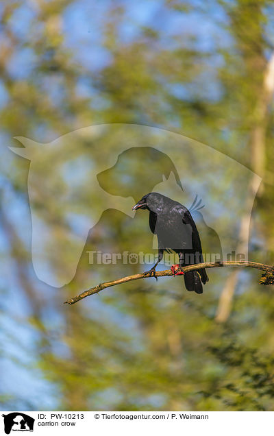 carrion crow / PW-10213